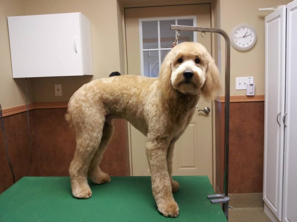 golden Labradoodle with its hair closely shaved leaving its hair on its ears long