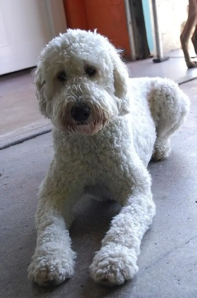 white Labradoodle resting on the floor with curly hair cut short 