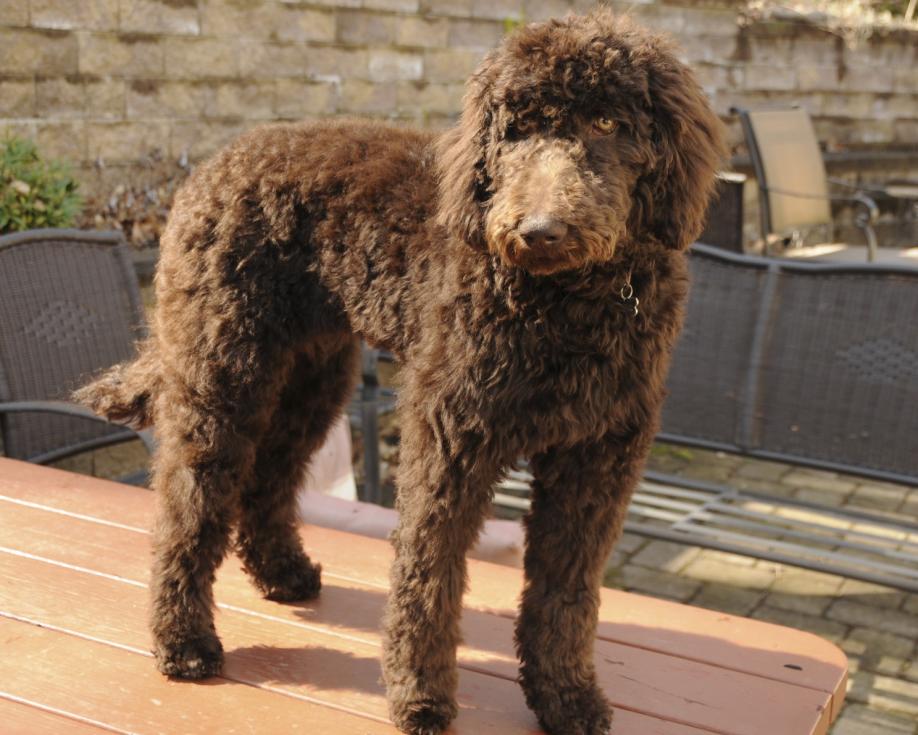 brown Labradoodle with curly hair trimmed short standing on the table