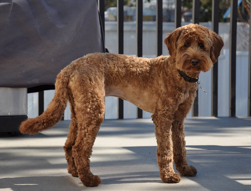 Labradoodle on the streets with its hair coat closely shaved and mustached