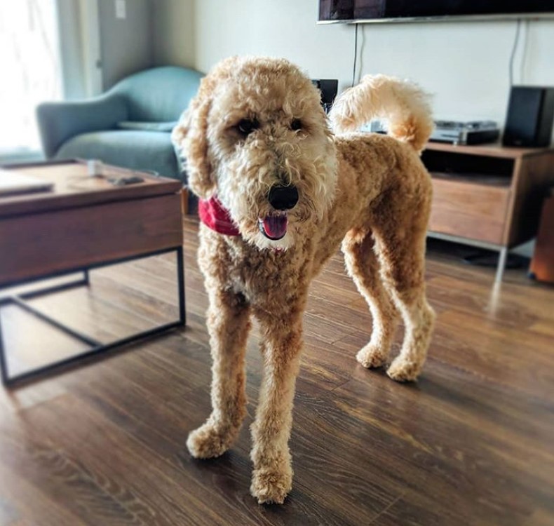 golden Labradoodle cut short curly and fluffy hair