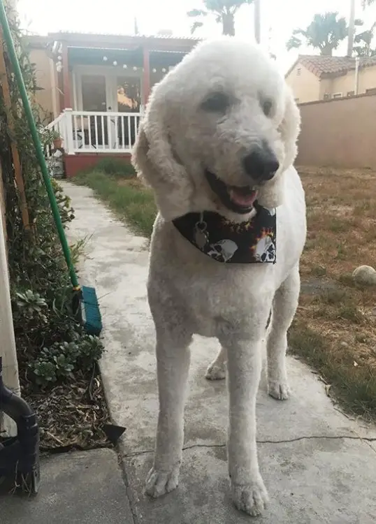 white Labradoodle wearing a scarf with its closely shaved thick hair at the backyard