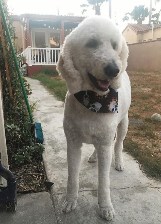 white Labradoodle wearing a scarf with its closely shaved thick hair at the backyard