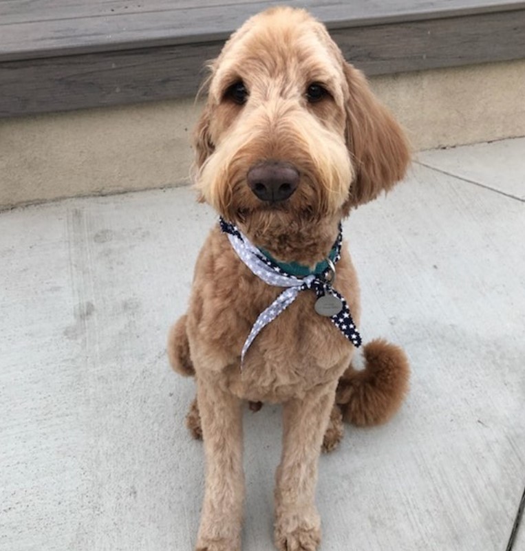 Labradoodle with thick and fluffy hair and bob cut