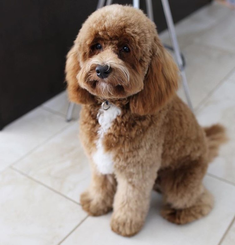 Labradoodle sitting on the floor with bob hairstyle and thick fluffy hair on its body