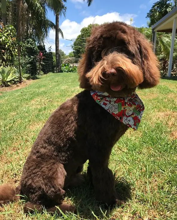 brown Labradoodle sitting on the green grass wearing a scarf with its hair cut short and fluffy