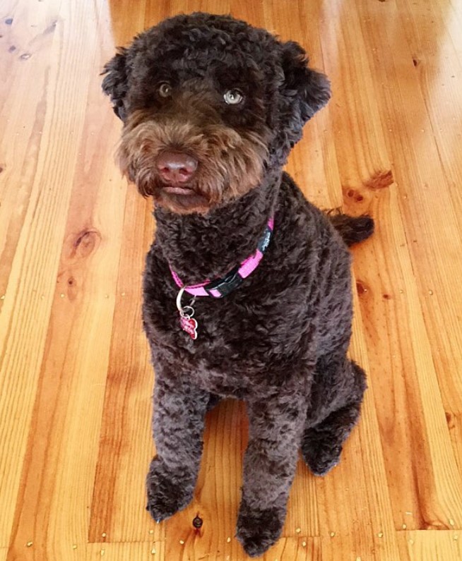 black Labradoodle with brown mustache and short cut hair on its body