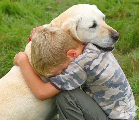 A yellow Labrador sitting on the grass while being hugged by a kid