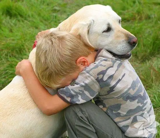 A yellow Labrador sitting on the grass while being hugged by a kid