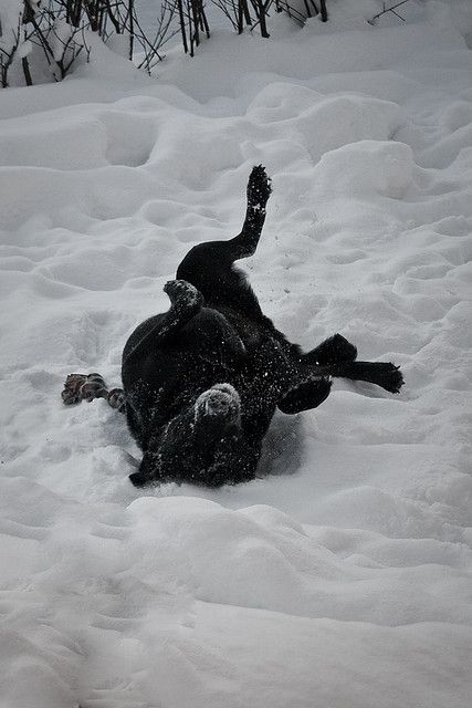 A black Labrador Retriever lying in snow