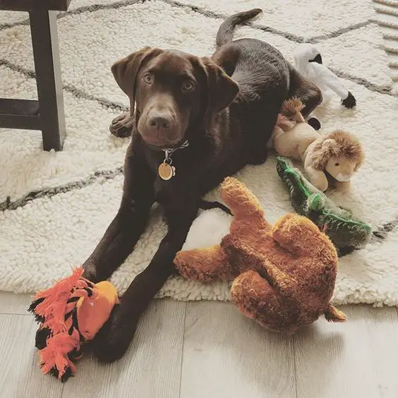 Labrador lying on the carpet with its toys