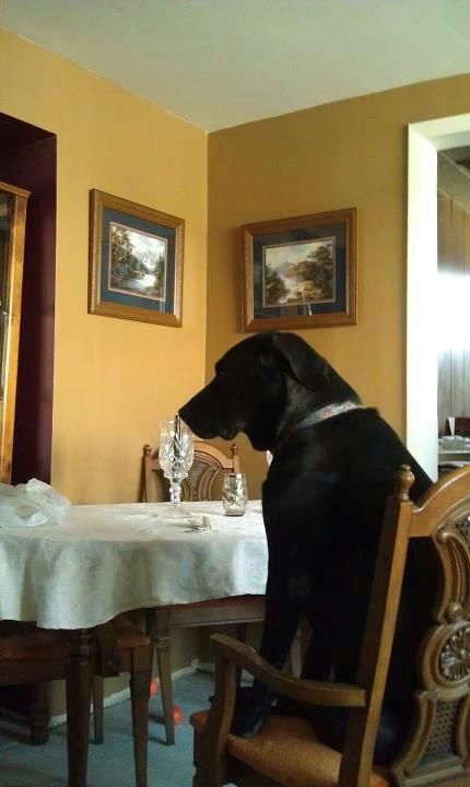 Labrador sitting on the chair in the kitchen