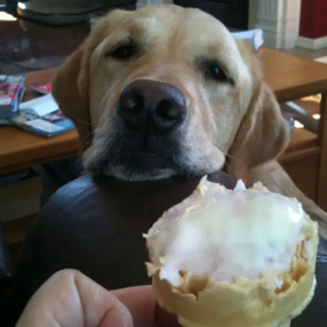 Labrador looking at an ice cream