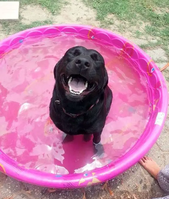 A happy Labrador Retriever sitting in the water inside the small pink pool