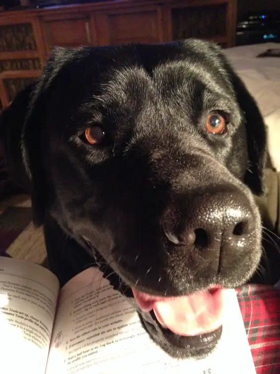 smiling Labrador on top of the book