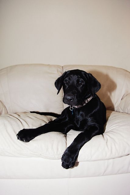 A black Labrador lying on the couch