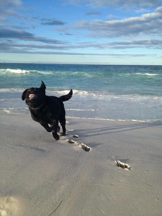 A black Labrador running by the seashore