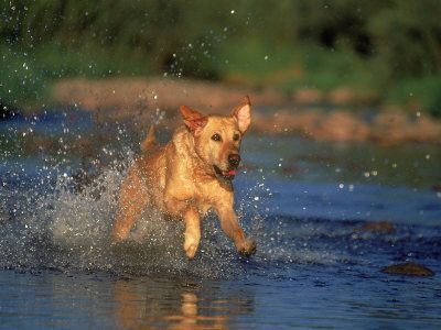 A yellow Labrador running in the water