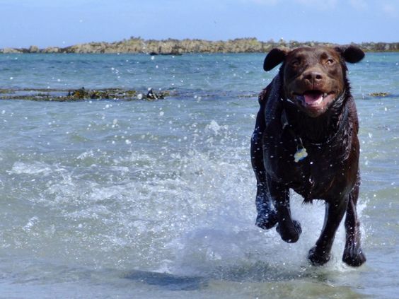 A Labrador running towards the seashore from the water at the beach