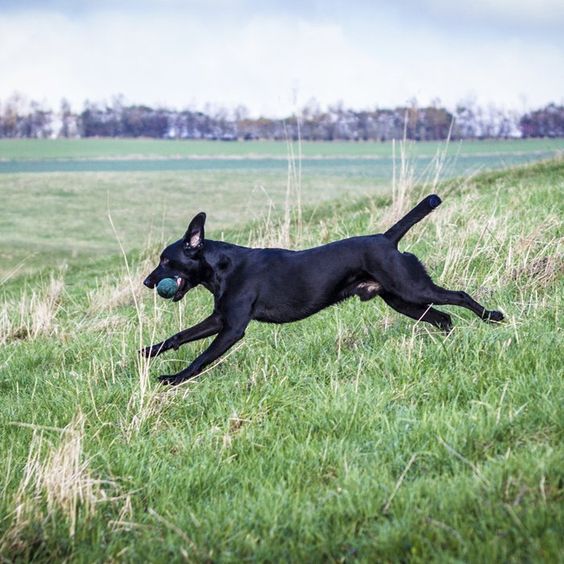 A black Labrador with a ball in its mouth while running in the field