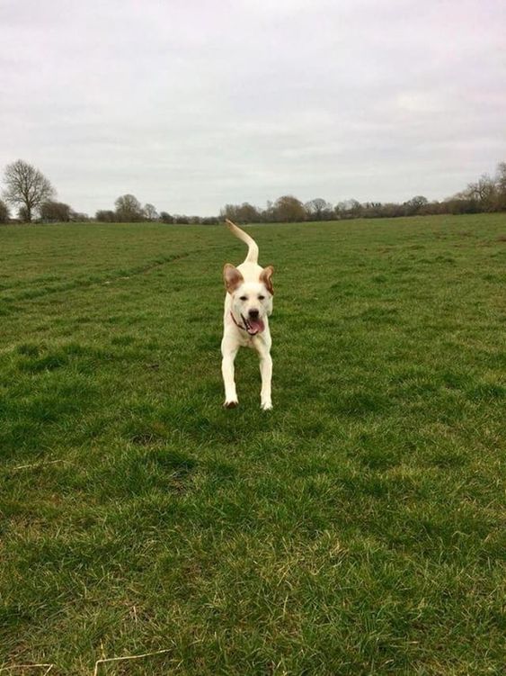 A yellow Labrador running in the field