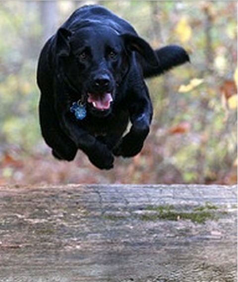 A black Labrador jumping over the tree trunk in the forest