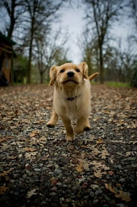 A yellow Labrador puppy running in the forest