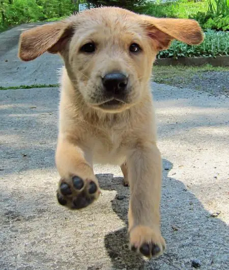 a yellow Labrador puppy running on the pavement