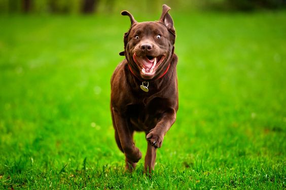 A chocolate brown Labrador running in the field