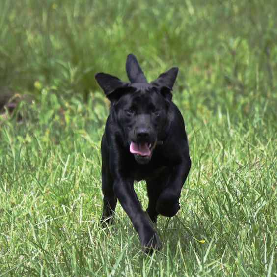 A black Labrador walking in the grass