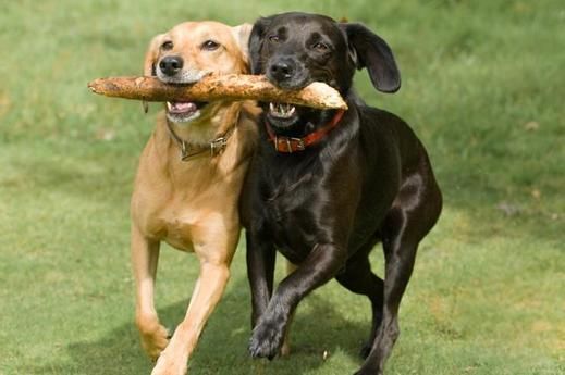 A yellow and black Labrador sharing a stick in their mouth while running at the park