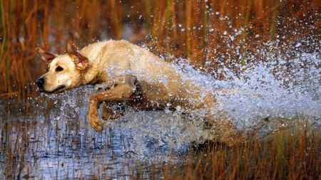 A Labrador running in the lake