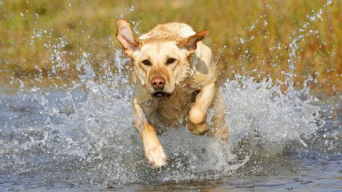A yellow Labrador running in the lake