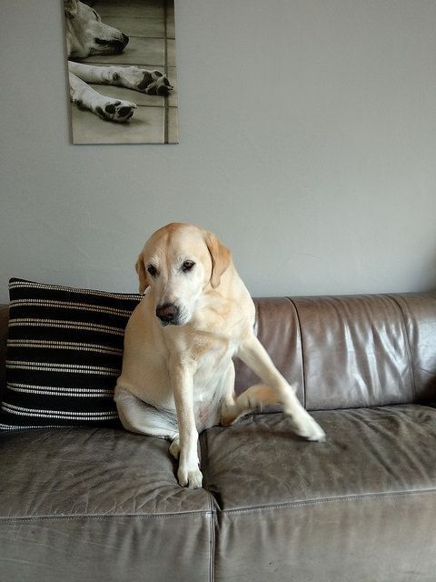 A yellow Labrador sitting on the couch