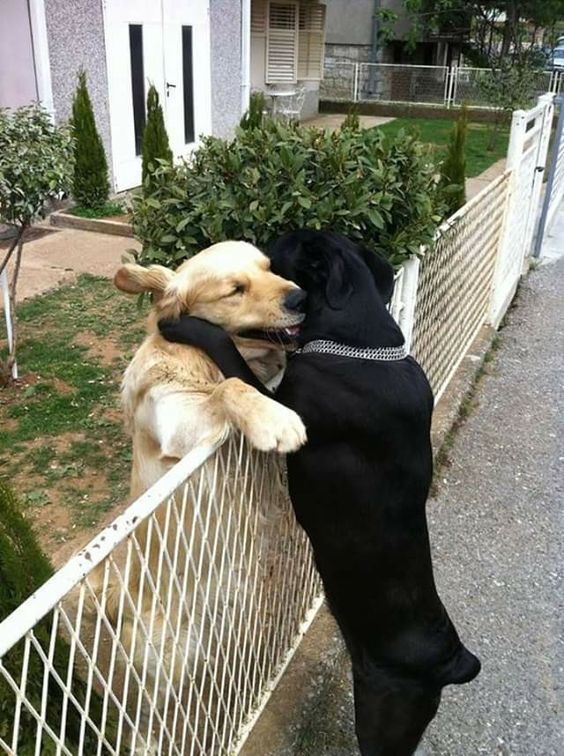 A yellow and black Labrador hugging each other through the fence in between them