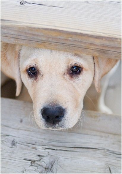 A begging Labrador peeking under the table