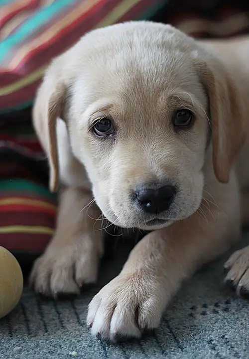 A Labrador puppy lying on the bed with its sad face