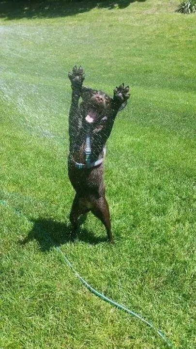 A chocolate Labrador puppy jumping towards the splash of water from the hosen the yard