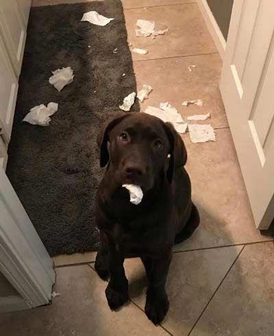 A Labrador sitting on the floor with a tissue paper in its mouth
