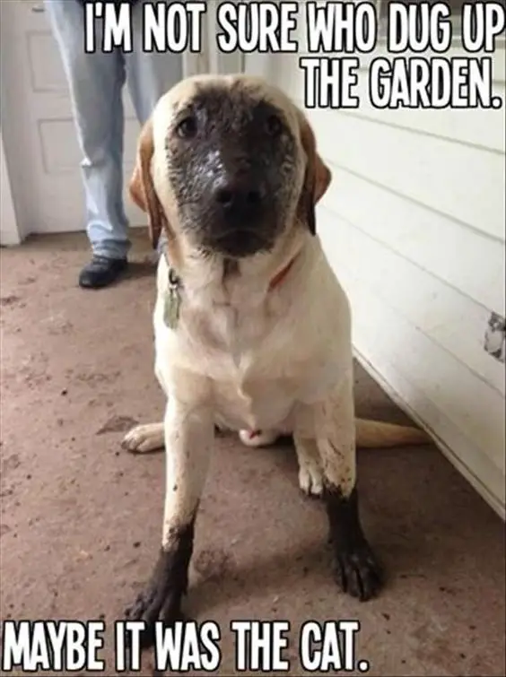 A Labrador sitting on the floor with mud on its face photo with caption - I'm not sure who dug up the garden. Maybe it was the cat.