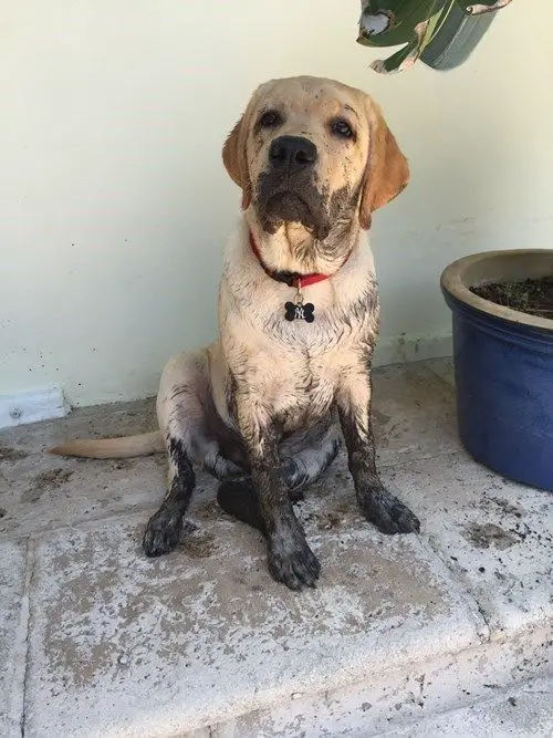 A yellow Labrador with mud on its face and on its legs while sitting on the pavement