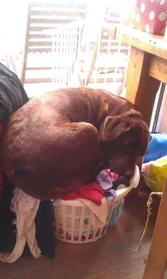 A chocolate Labrador curled up sleeping on top of the laundry basket