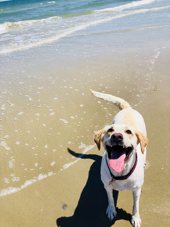 A yellow Labrador Retriever standing by the seashore with its big smile