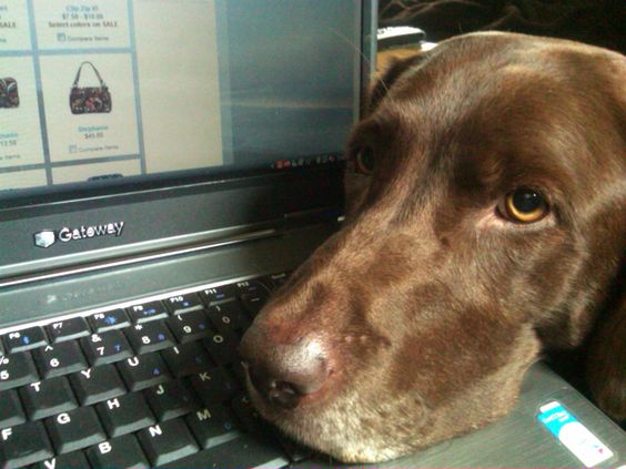 A chocolate Labrador with its sad face on the keyboard of the laptop