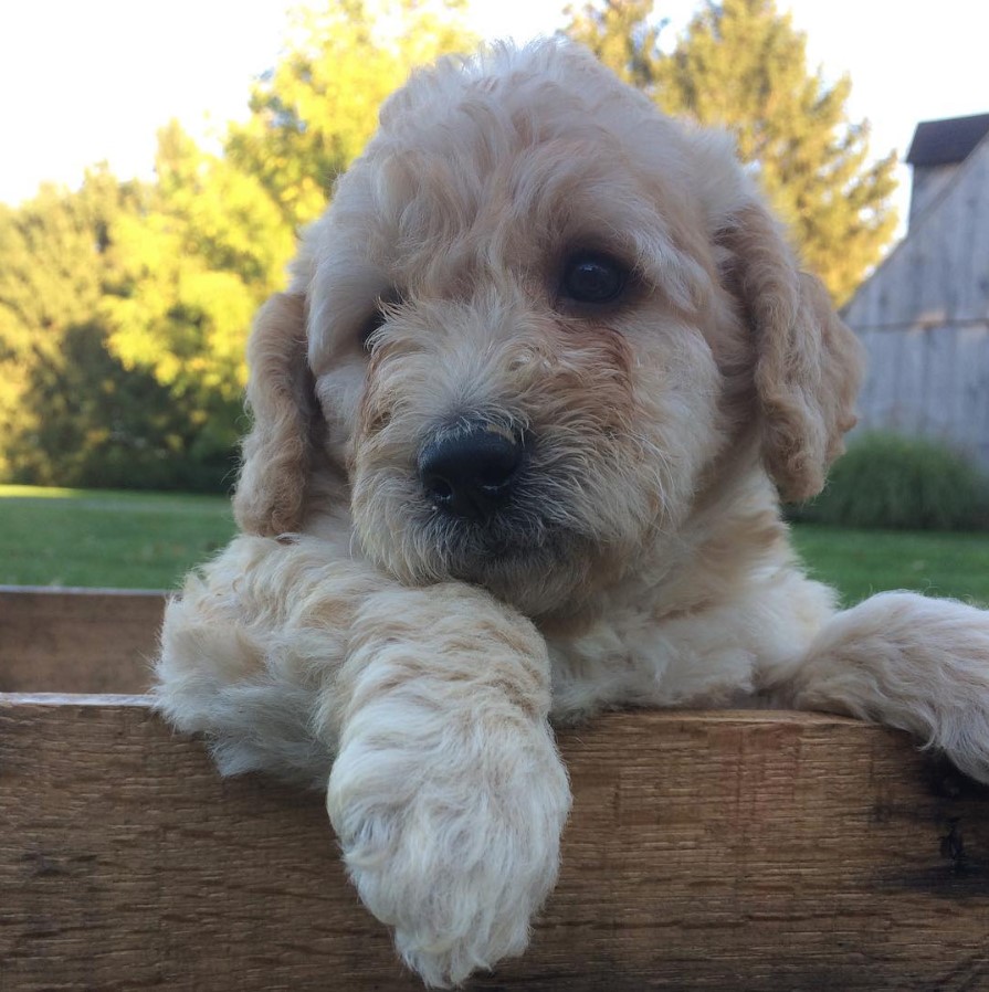 Labradoodle with gold fur color standing up on a wooden box