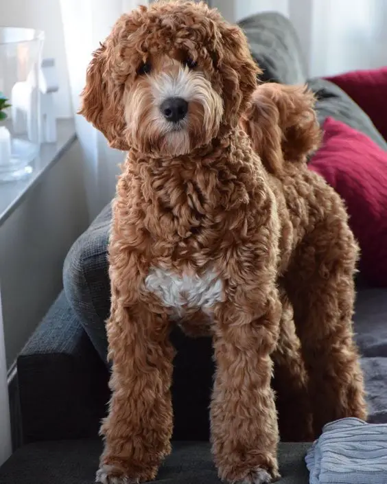 curly red haired Labradoodle on the couch while tilting its head