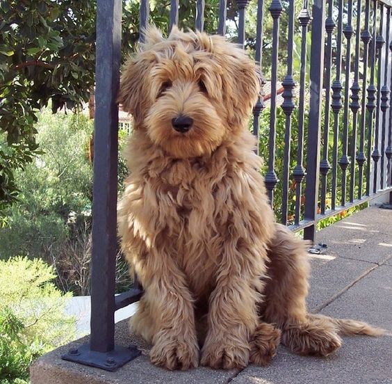 Labradoodle with medium length curly gold hair sitting on the floor by the fence