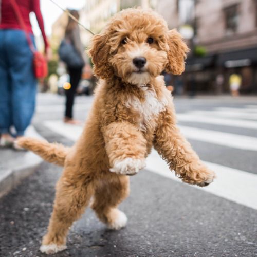 Labradoodle puppy with gold and white fur color standing up in the middle of the street