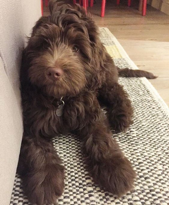 chocolate brown Labradoodle lying on the floor