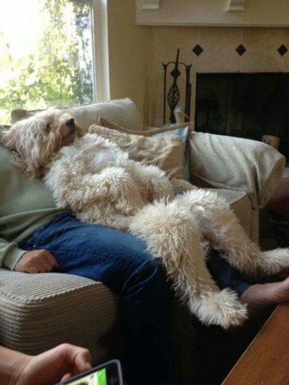 white Labradoodle sitting on top of a man's lap in the couch